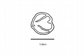   Embryo:   Parthenocissus tricuspidata ; Illustration by K. Parker, Kirkbride et al. (2006)
